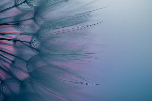 istock Dandelion Seeds Blowing in the Wind at Sunset 2220553996
