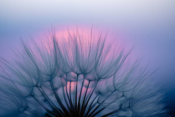 istock Dandelion Seeds Blowing in the Wind at Sunset 2220554076