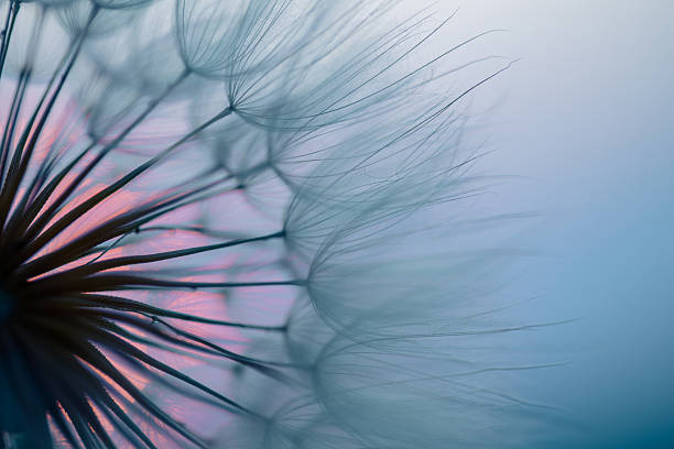 istock Dandelion Seeds Blowing in the Wind at Sunset 2220554092