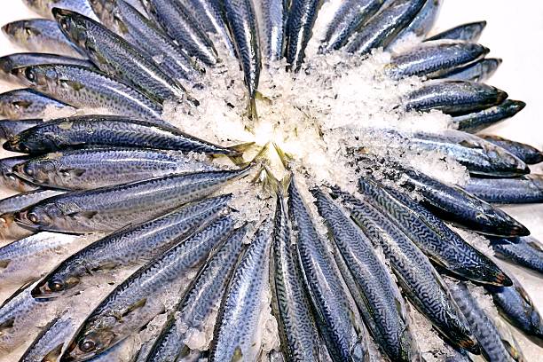 Saba fish on ice - food preparation.