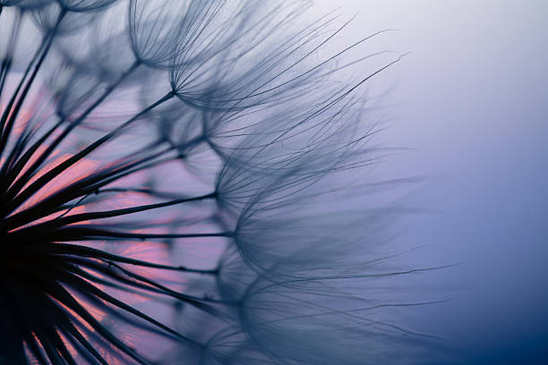 istock Dandelion Seeds Blowing in the Wind at Sunset 2220554118