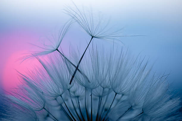 istock Dandelion Seeds Blowing in the Wind at Sunset 2220554155