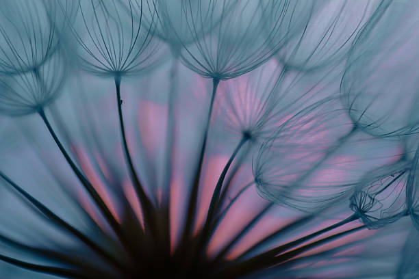 istock Dandelion Seeds Blowing in the Wind at Sunset 2220554179