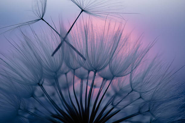 istock Dandelion Seeds Blowing in the Wind at Sunset 2220554211