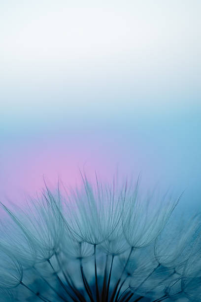 istock Dandelion Seeds Blowing in the Wind at Sunset 2220554226