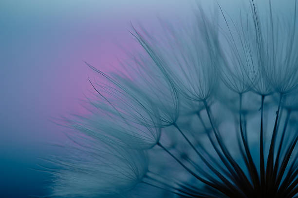 istock Dandelion Seeds Blowing in the Wind at Sunset 2220554255