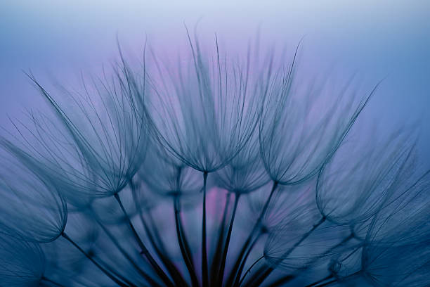 istock Dandelion Seeds Blowing in the Wind at Sunset 2220554320