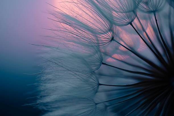 istock Dandelion Seeds Blowing in the Wind at Sunset 2220554364
