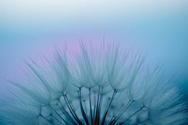 istock Dandelion Seeds Blowing in the Wind at Sunset 2220554411