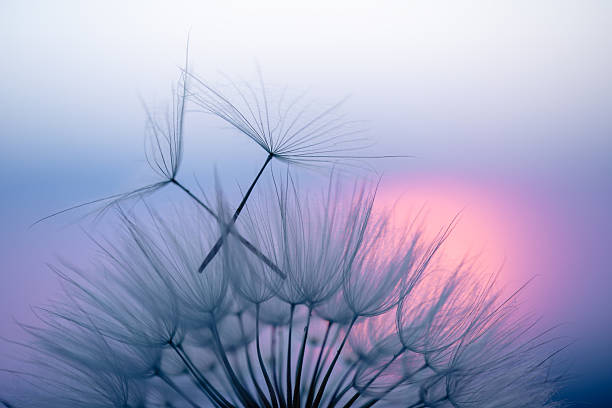 istock Dandelion Seeds Blowing in the Wind at Sunset 2220554442