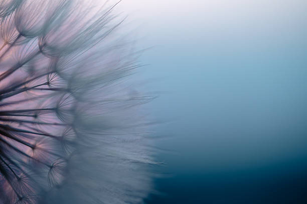 istock Dandelion Seeds Blowing in the Wind at Sunset 2220554492