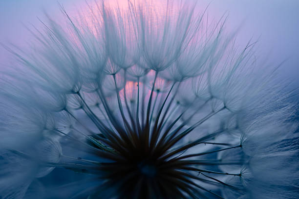 istock Dandelion Seeds Blowing in the Wind at Sunset 2220554530
