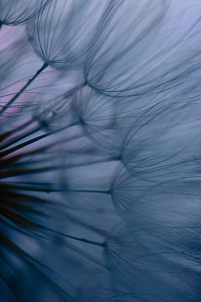 istock Dandelion Seeds Blowing in the Wind at Sunset 2220554560