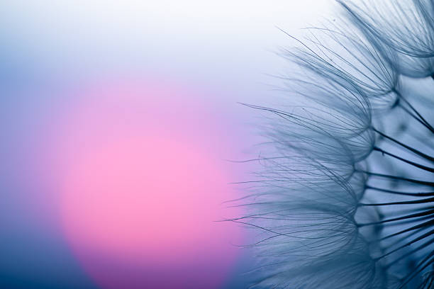 A macro photograph of a dandelion (Taraxacum) seed head dispersing gently in the breeze at sunset. The image captures the delicate structure of the seeds as they are carried by the wind, set against a dreamy, pastel-toned sky. Soft lighting from the golden hour creates a peaceful and poetic mood. Perfect for concepts of fragility, letting go, hope, transformation, and the beauty of nature