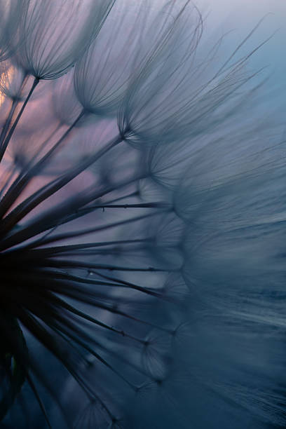 istock Dandelion Seeds Blowing in the Wind at Sunset 2220555637