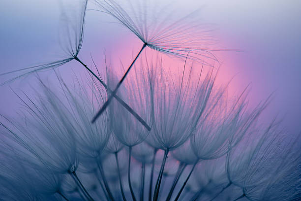 istock Dandelion Seeds Blowing in the Wind at Sunset 2220555685