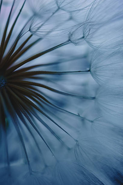 istock Dandelion Seeds Blowing in the Wind at Sunset 2220555778