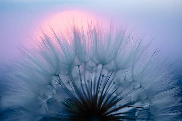 istock Dandelion Seeds Blowing in the Wind at Sunset 2220555805