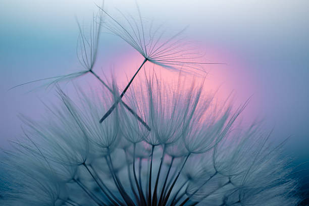 istock Dandelion Seeds Blowing in the Wind at Sunset 2220555835