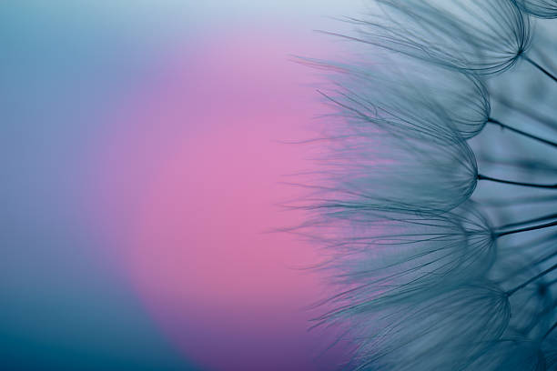 istock Dandelion Seeds Blowing in the Wind at Sunset 2220556000