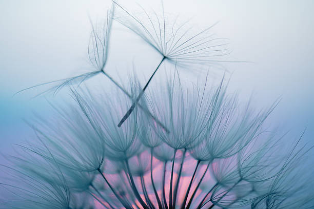 istock Dandelion Seeds Blowing in the Wind at Sunset 2220556027