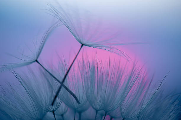istock Dandelion Seeds Blowing in the Wind at Sunset 2220556101