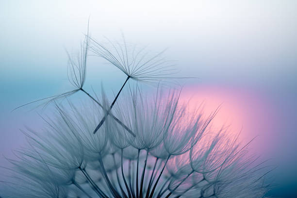 istock Dandelion Seeds Blowing in the Wind at Sunset 2220556118