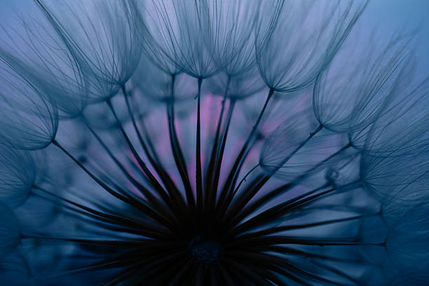 istock Dandelion Seeds Blowing in the Wind at Sunset 2220556145