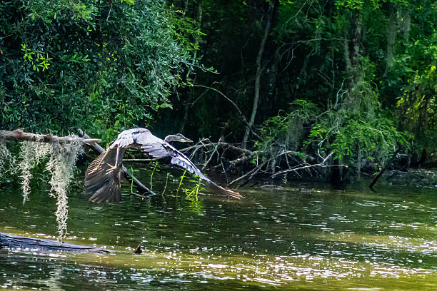 istock Heron in the bayou 2220556628