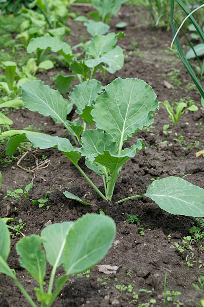istock Early-stage cabbage plants sprouting in organized rows in a home vegetable garden 2220558651