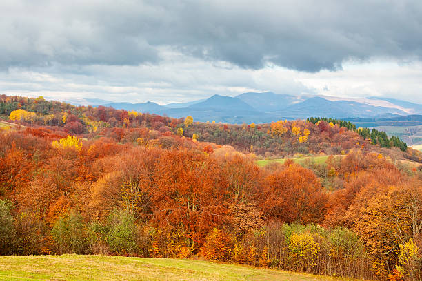 istock forest on the hills of carpathian mountains 2220560390
