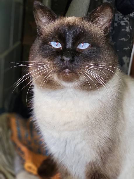 istock Fluffy Siamese cat at home 2220562194