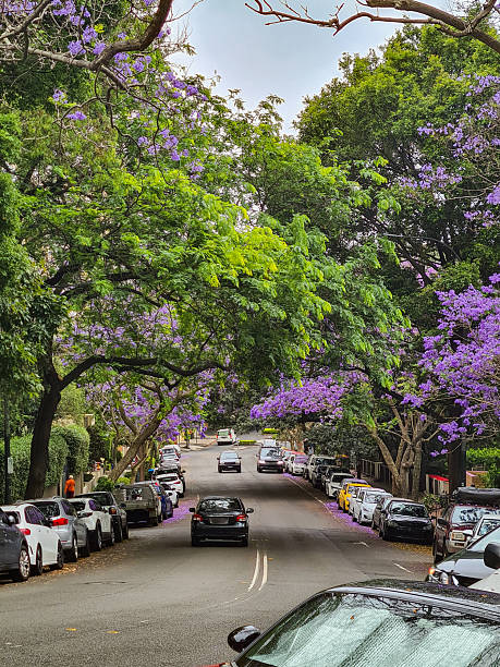 istock The Blooming Jacaranda Tree In The Suburbs In Sydney In Australia 2220563285
