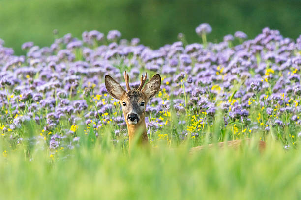 A roe deer stands in a field of blooming phacelia, Nowiny, Lubelskie, Poland