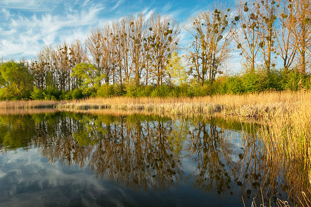 istock Mirror reflection of trees in the lake water 2220563519