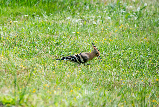 Eurasian Hoopoe, Upupa epops - Hoppen (Upupidae)
