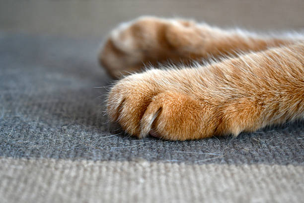 istock Cat paws on rug or carpet with cat scratches. 2220564239