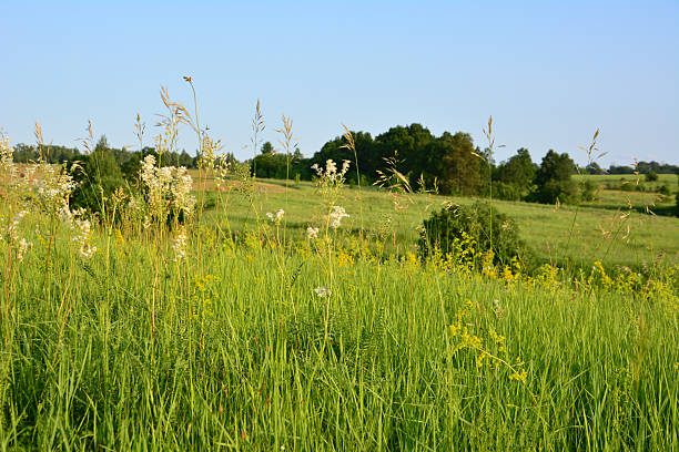 istock A vibrant meadow under a clear blue sky with some trees in the background 2220564332