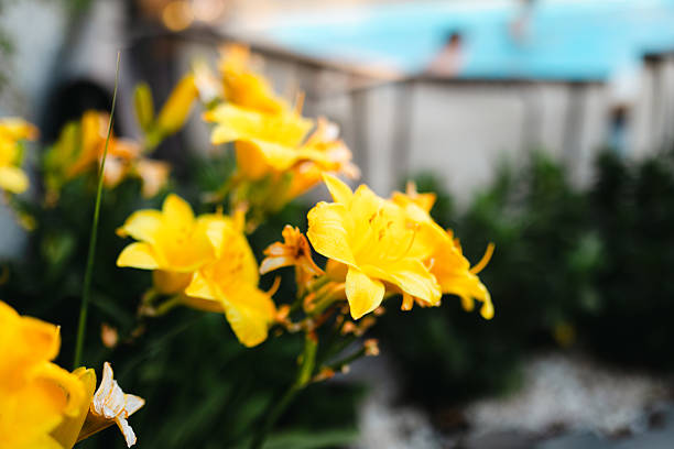 Bright yellow daisies with delicate petals are blooming in a garden. The flowers stand out against the blurred background, radiating warmth, cheerfulness, and the vibrant energy of summer nature.