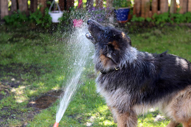 German shepherd dog with water sprinkler in the garden. Selective focus.