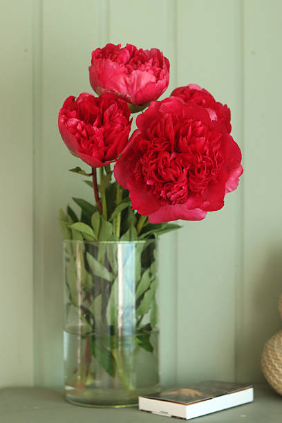 Red peonies in a glass vase on a gray background.