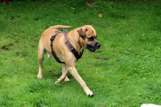 Dog playing on the grass in the park, closeup of photo