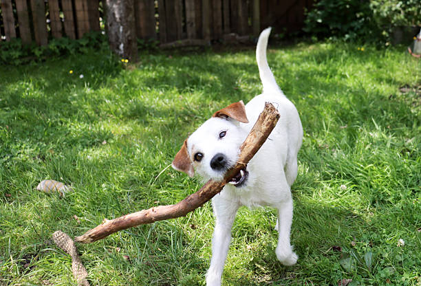 istock Funny Jack Russell puppy 2220565626