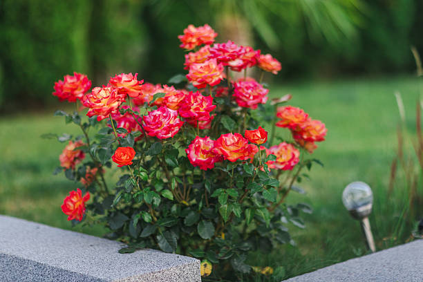 A vibrant rose bush with red and orange blossoms grows in a landscaped garden, surrounded by greenery and cement accents, creating a beautiful and serene outdoor setting.