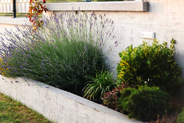 istock Beautiful Garden With Lavender Plants and Decorative Vegetation 2220565734