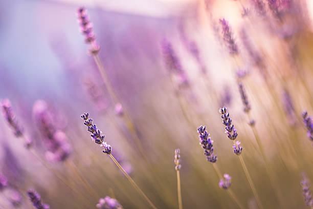 istock Lavender Blossoms in a Serene Field With Soft Sunset Light 2220565745