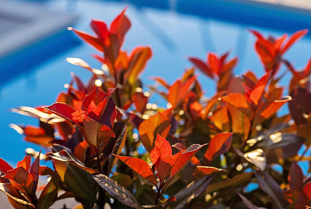 Bright red foliage with sunlight casting highlights, set against a serene background of a blue pool, exuding a refreshing and summery ambiance with vibrant contrasts.