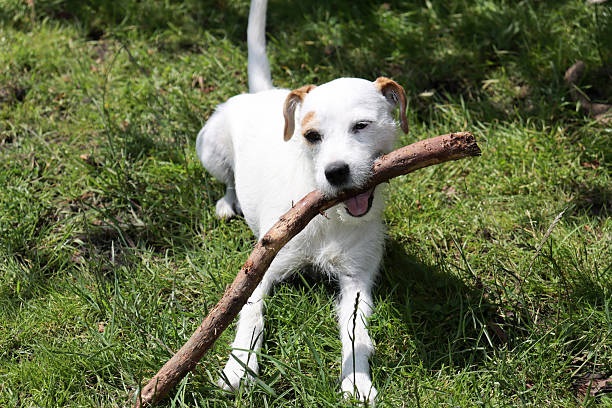 istock Jack Russell puppy 2220565757