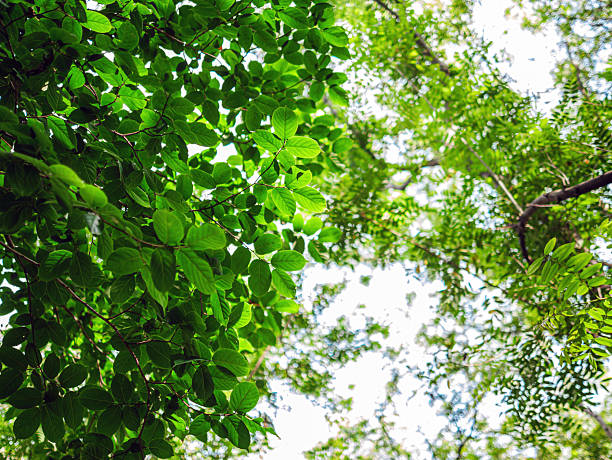istock Into the forest. tree background, Nature composition Looking up view of tree trunk to green leaves of tree in forest with sun light. Fresh environment in green woods. Forest tree on sunny day. Sustainable conservation and ecology 2220565876
