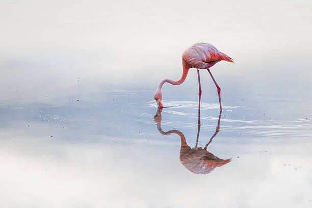 istock Galapagos Flamingo 2220566467